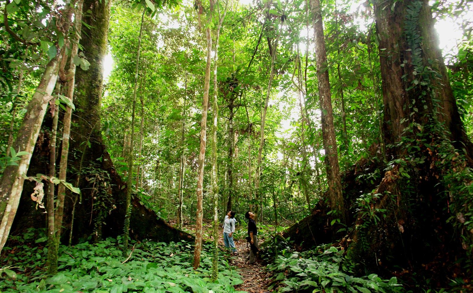 Остров Борнео тропические леса