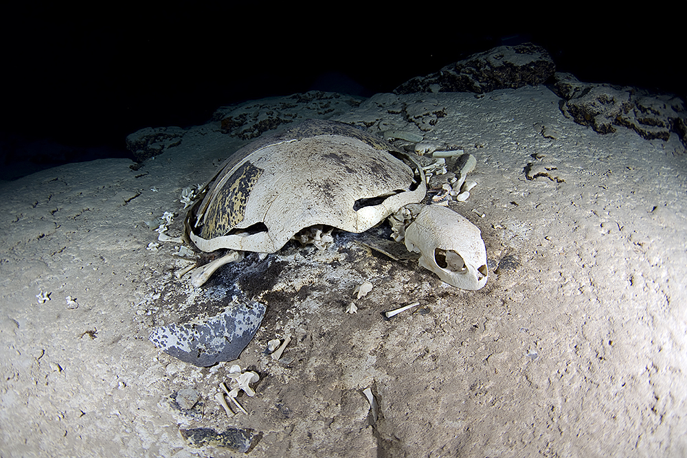 Remains of a turtle in a turtle tomb at Sipandan