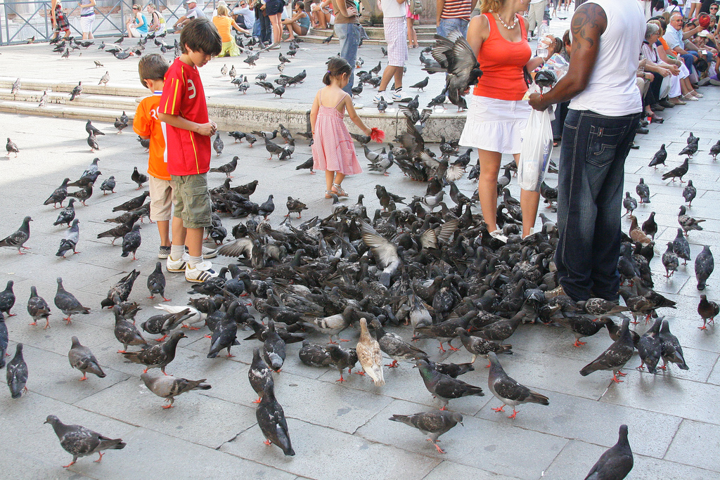 Illegal to feed pigeons, Venice