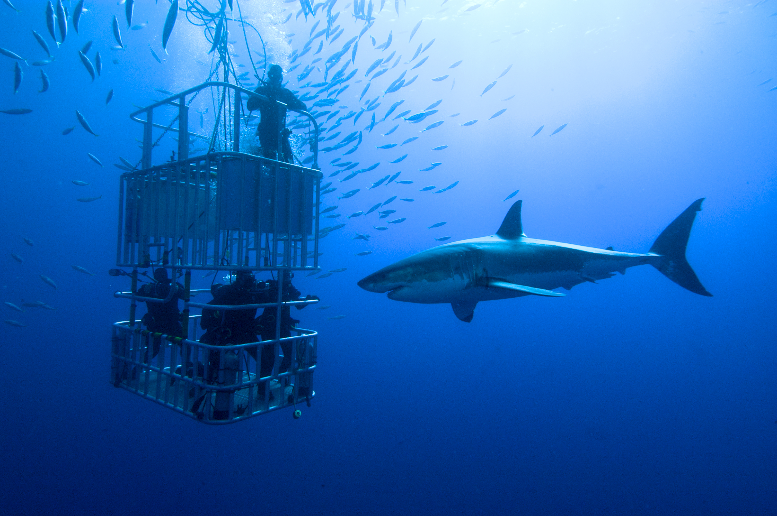 great-white-shark-cage-diving-south-africa