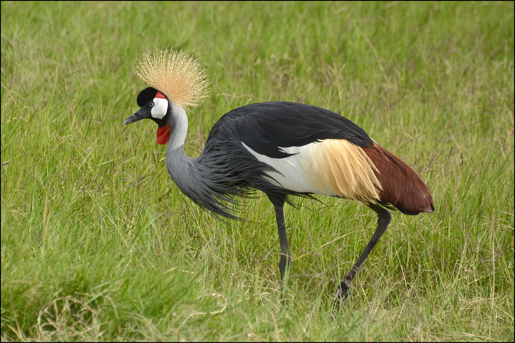 1431-crowned-crane