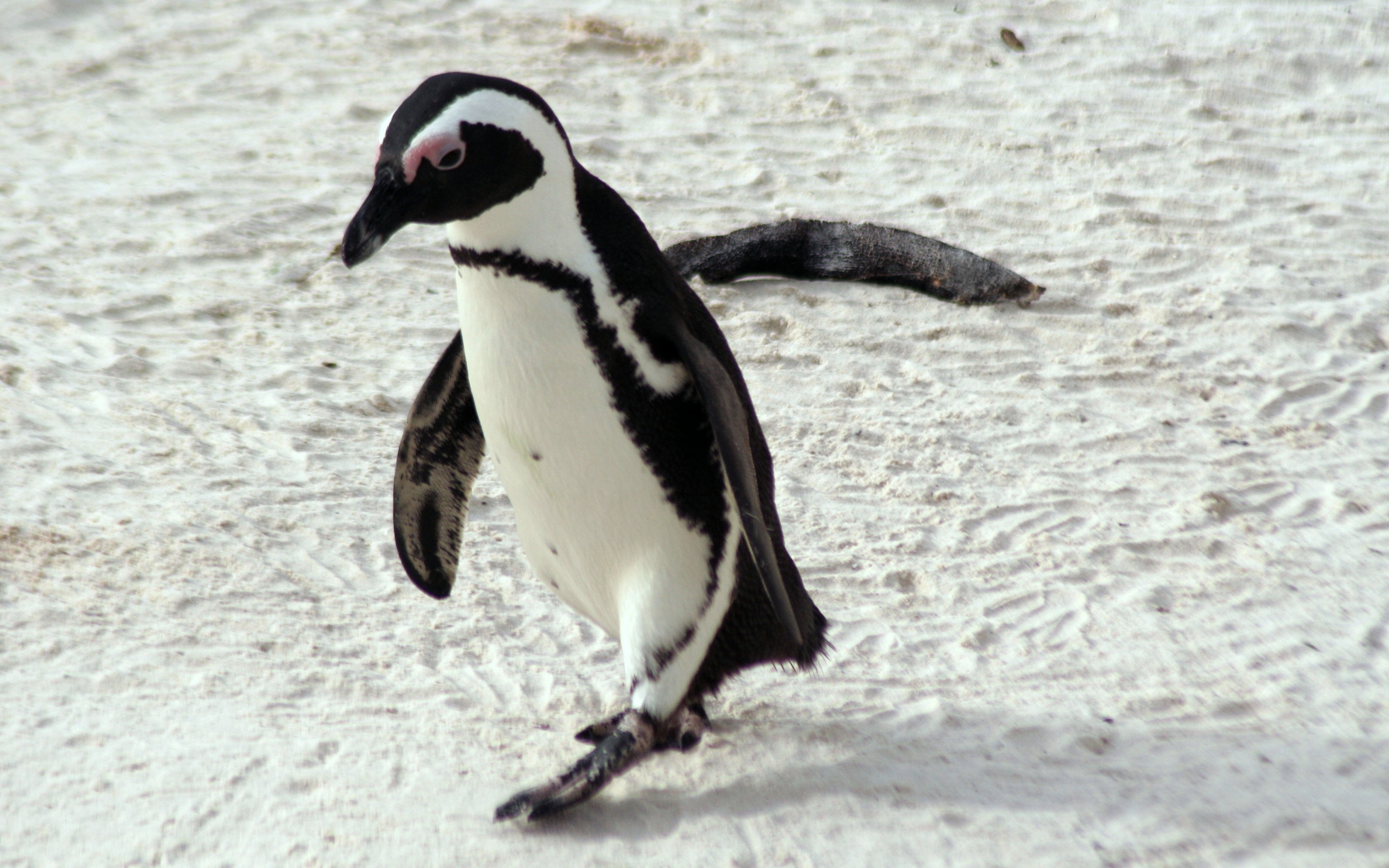 African-penguin-5