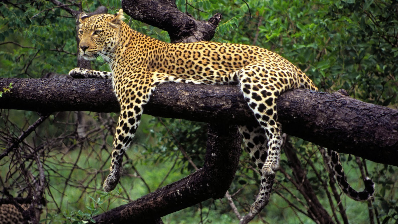 Wild_Animal_Leopard_on_Tree