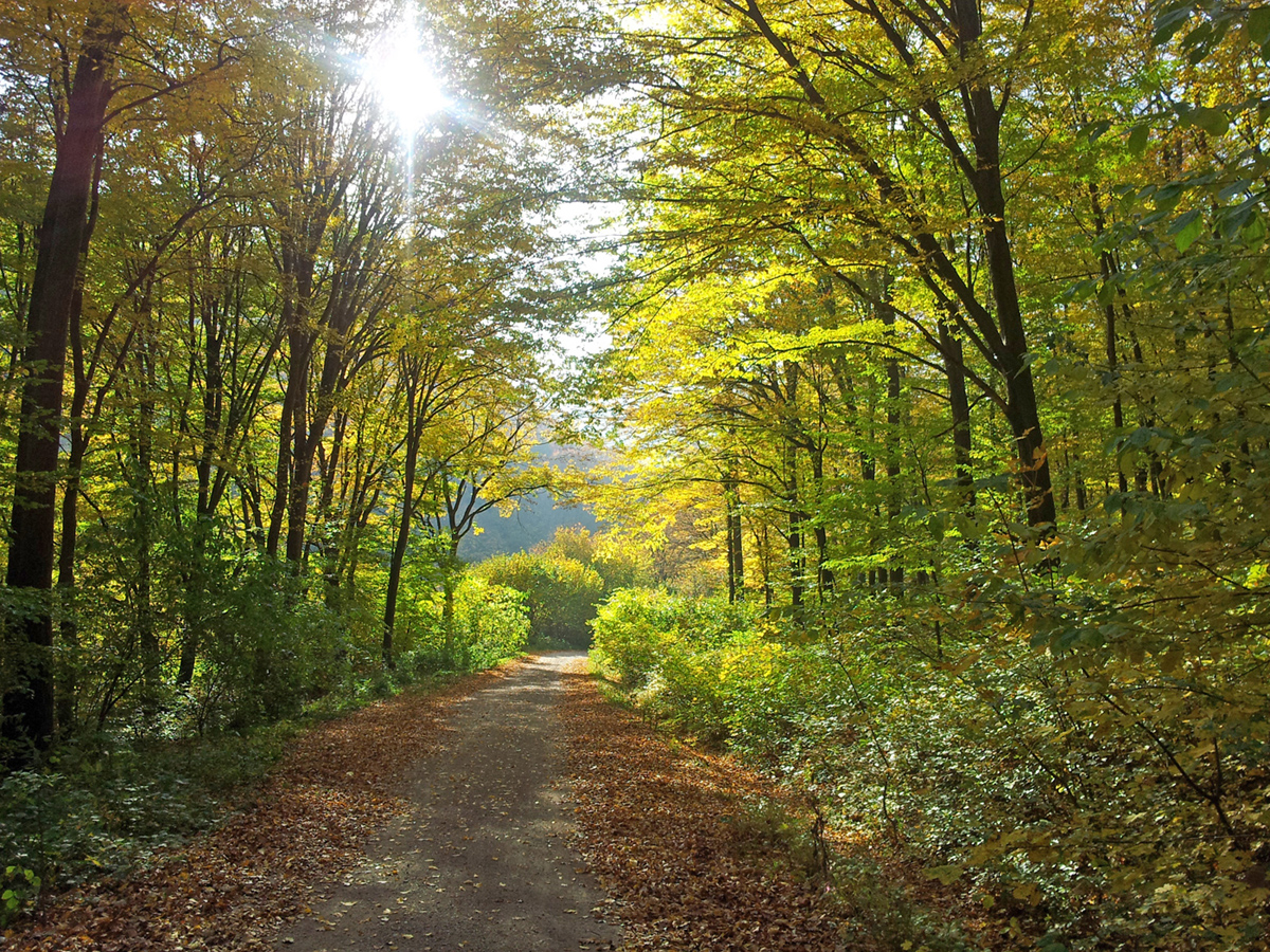 Vienna_Woods-autumn2013-web