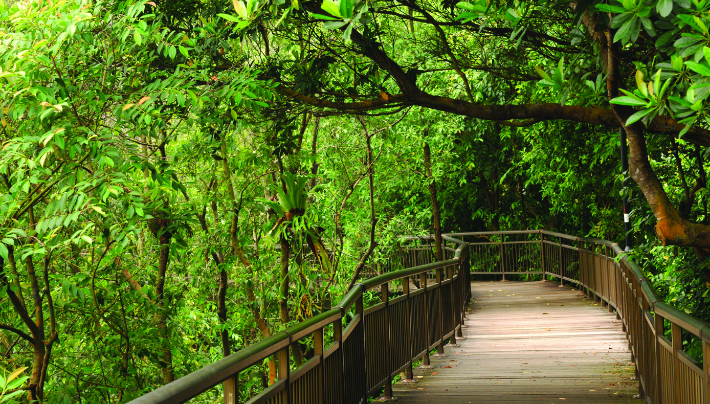 Singapore's nature trail