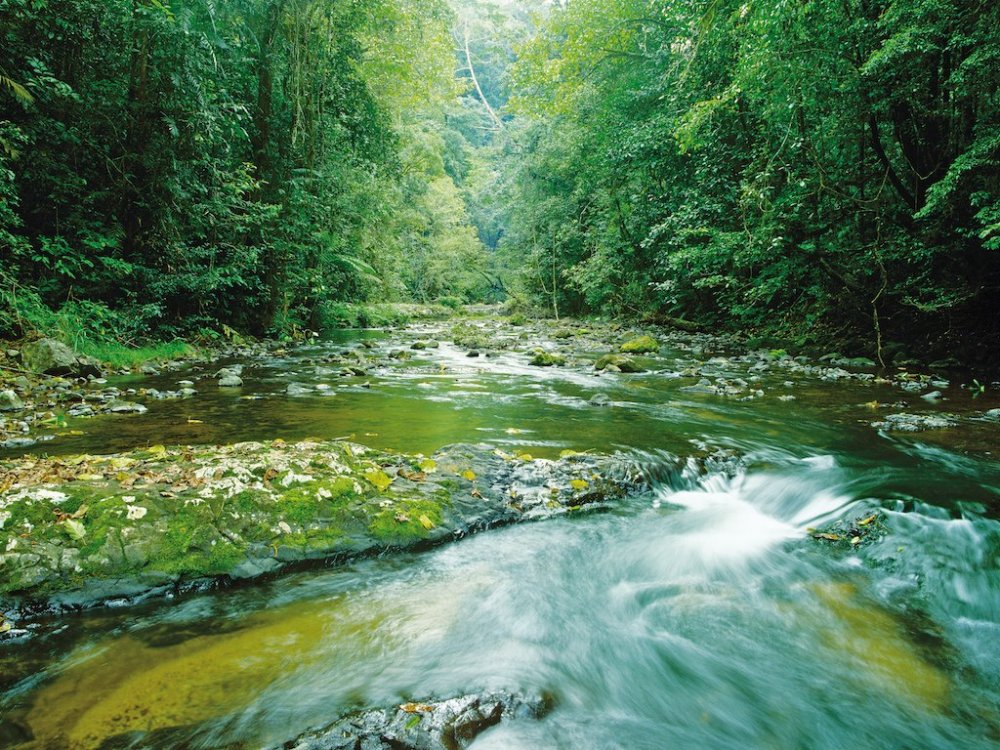 The Cairns rainforest