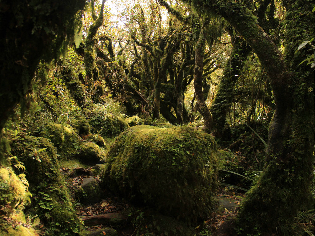 Filming location of Fangorn forest