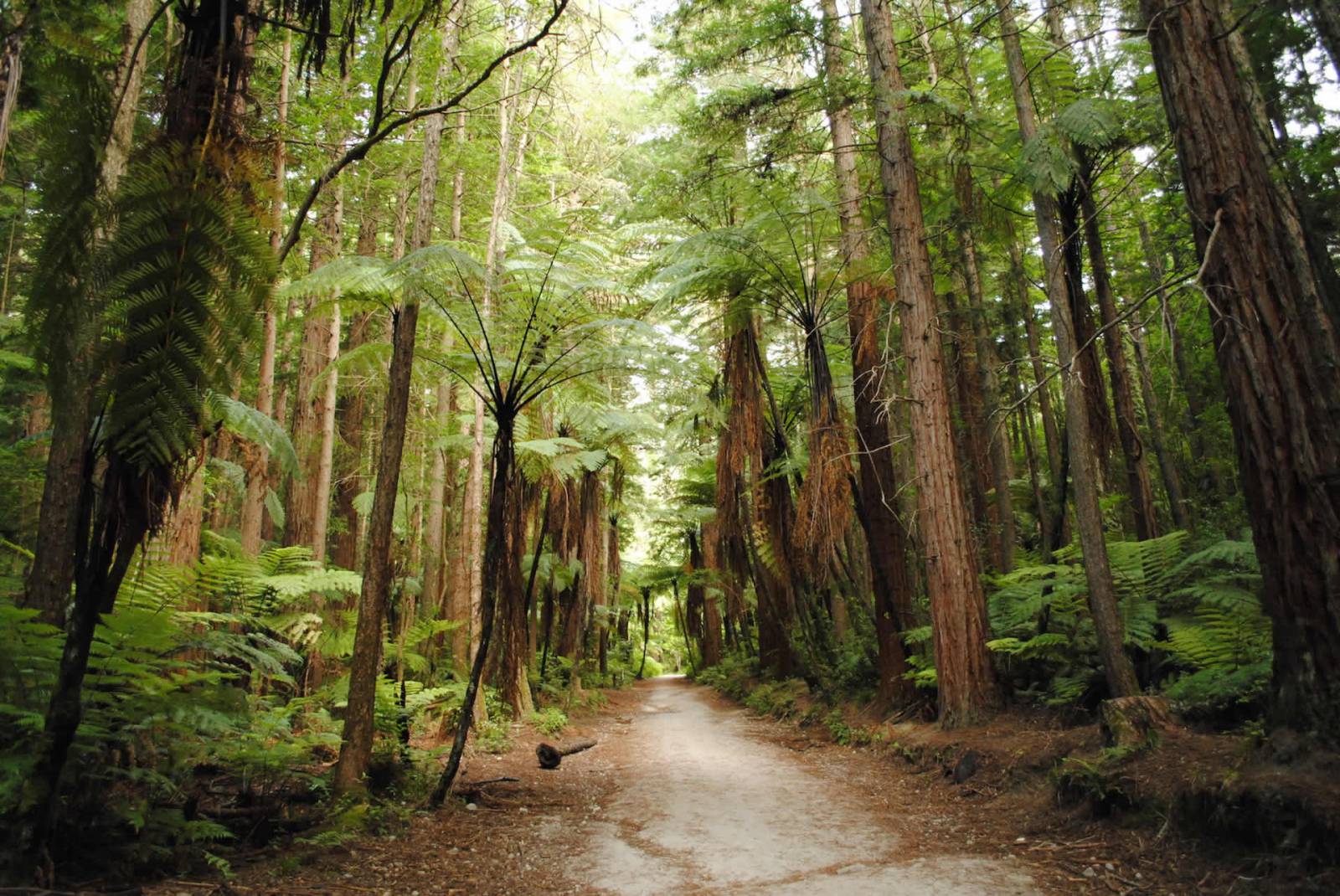 Redwoods Forest at Rotorua
