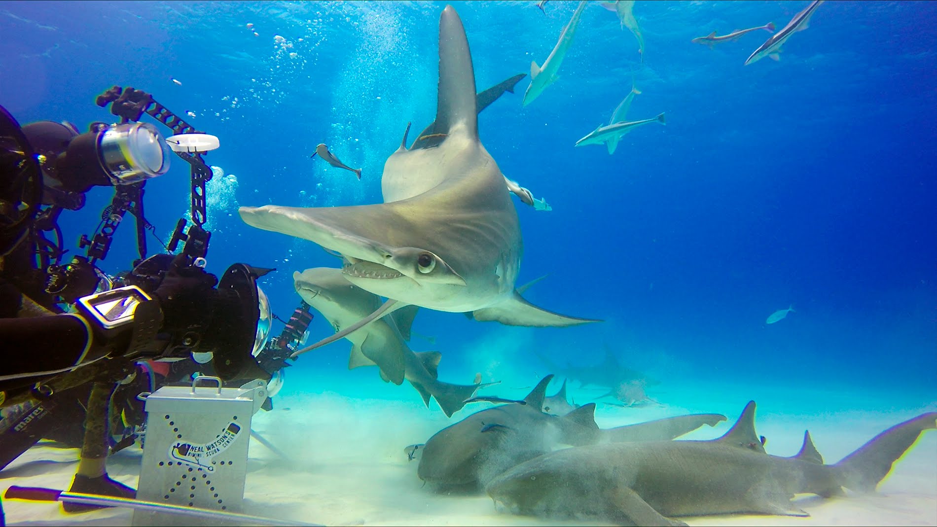 Diving with Hammerhead sharks