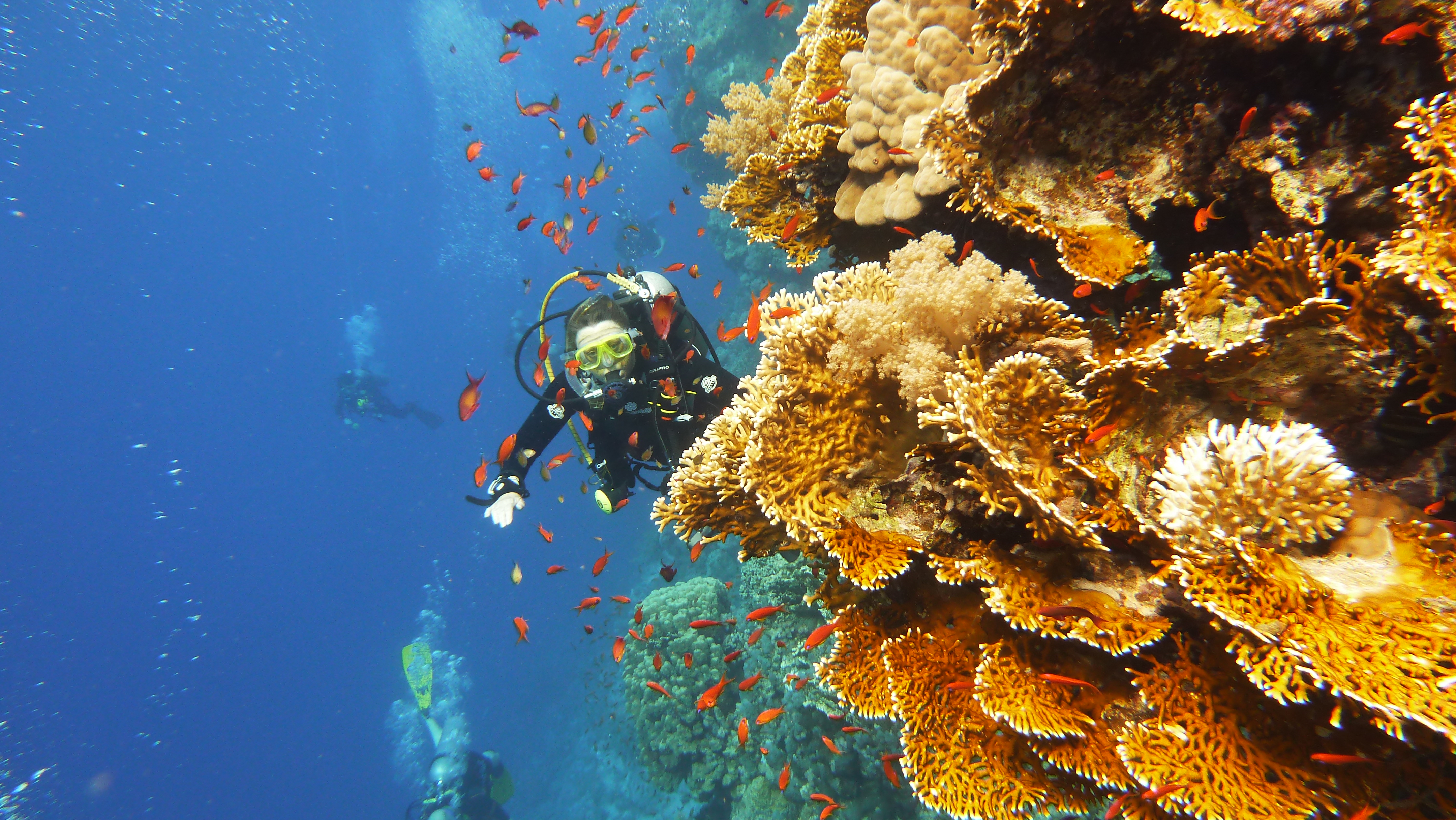 diving-at-red-sea