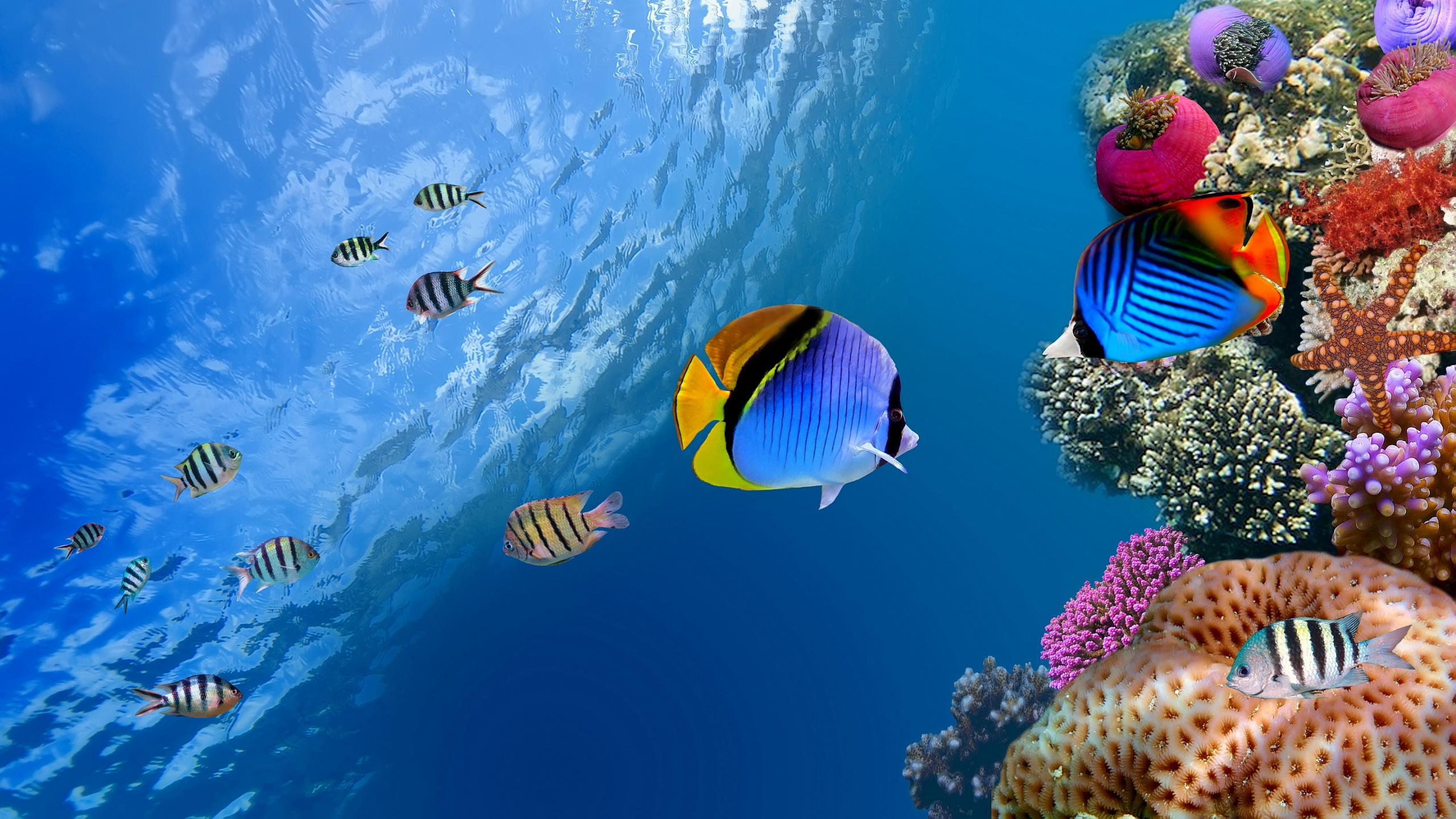 underwater-coral-fish-2560x1440