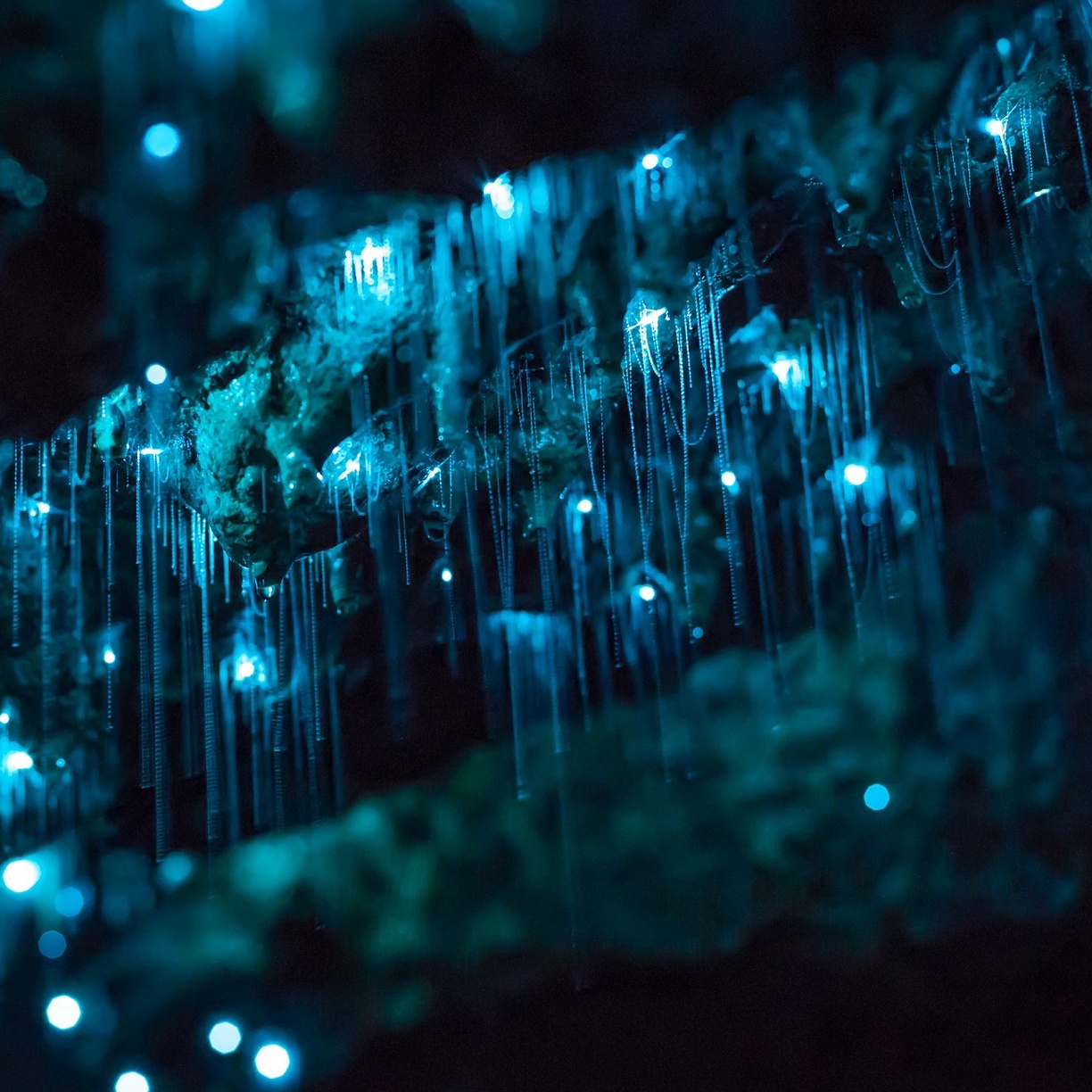 New Zealand glow worm caves