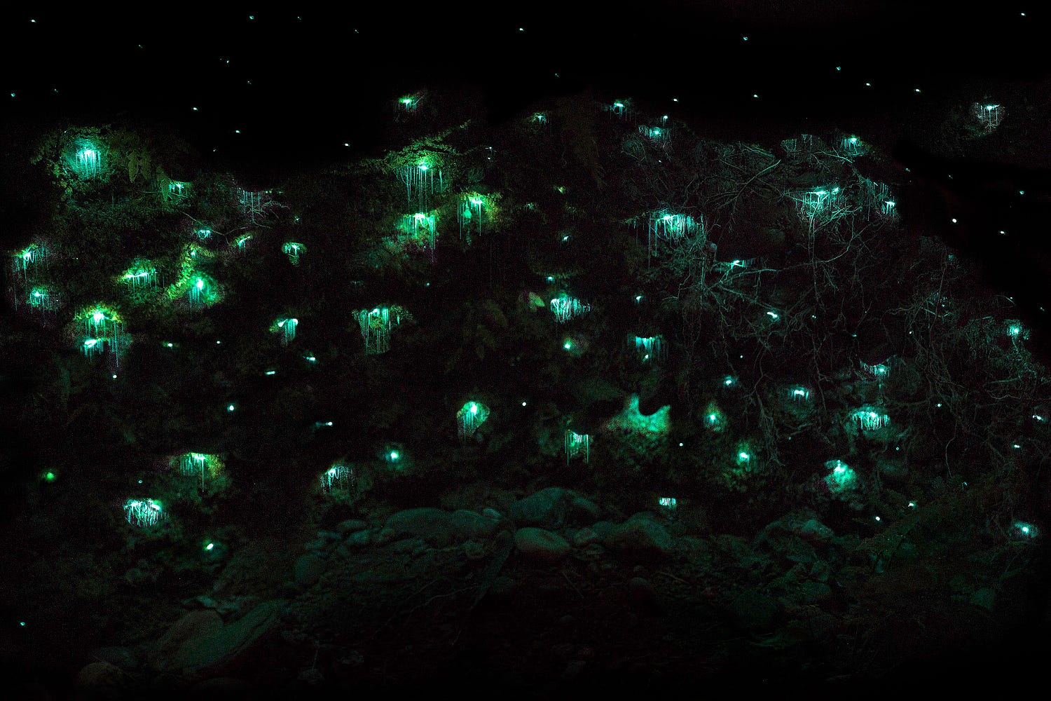 New Zealand glow worm cave