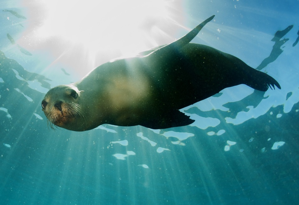 Swim with seals at Kaikoura