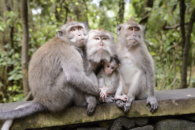 Sacred Monkey Forest Tour - A Bali Tourist Attraction