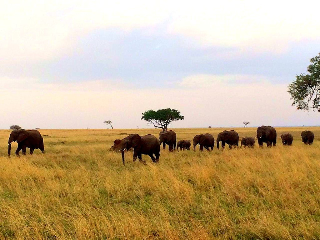 wild Tanzania