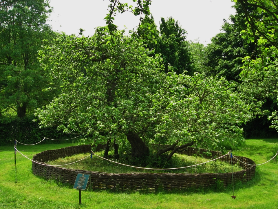 Newton's apple tree
