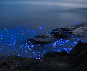 bioluminescence,places to visit in June
