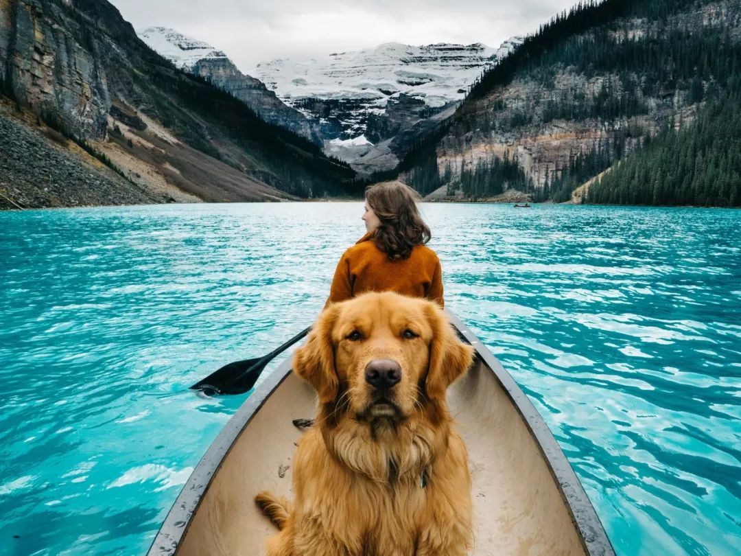 7-essential-tips-for-a-pet-friendly-vacation-adventure