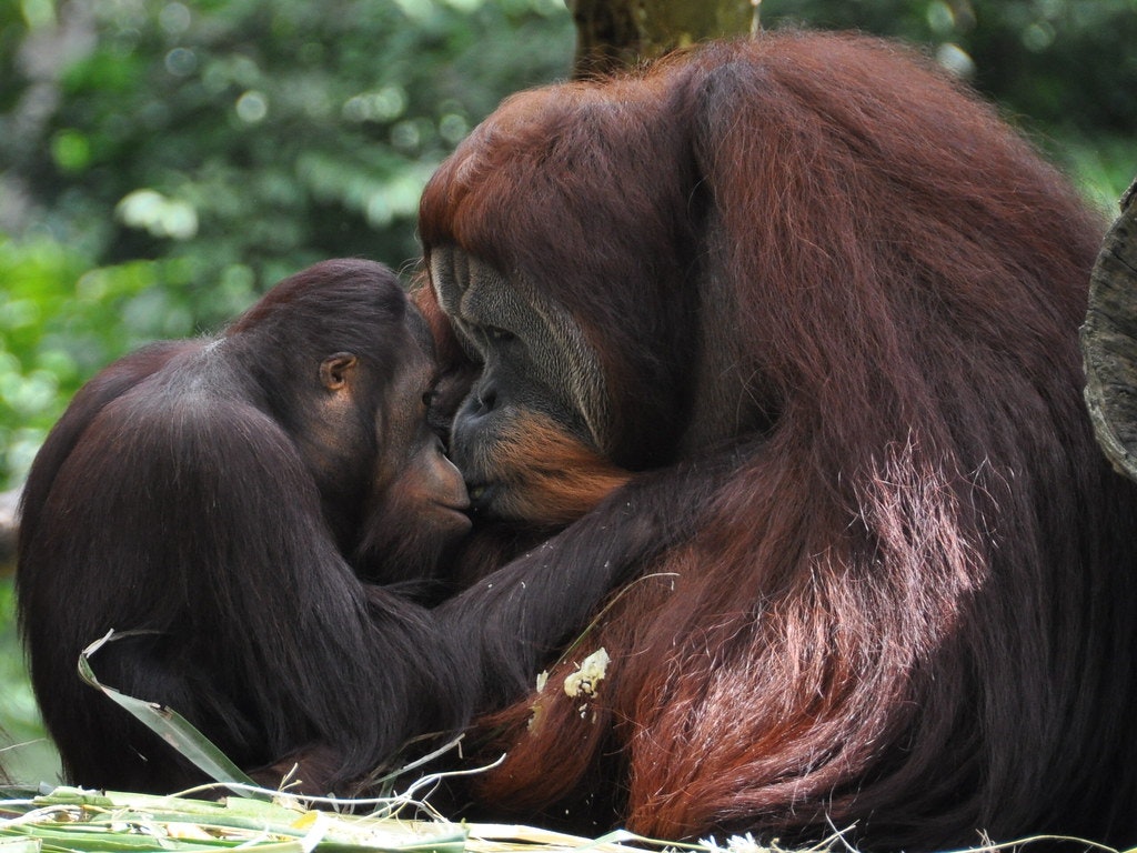 The Orangutans on the River Safari