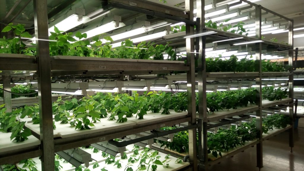 World's largest vertical farm in Dubai: Eat healthy during your ...