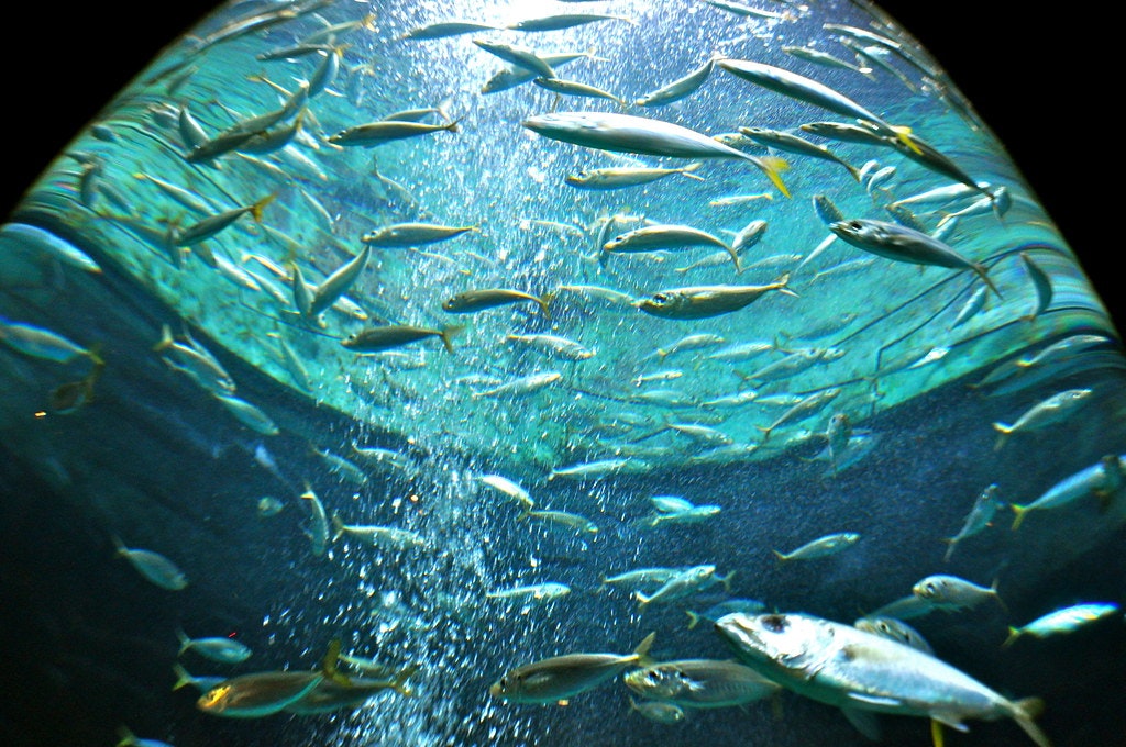 Lost Chambers Aquarium In Dubai