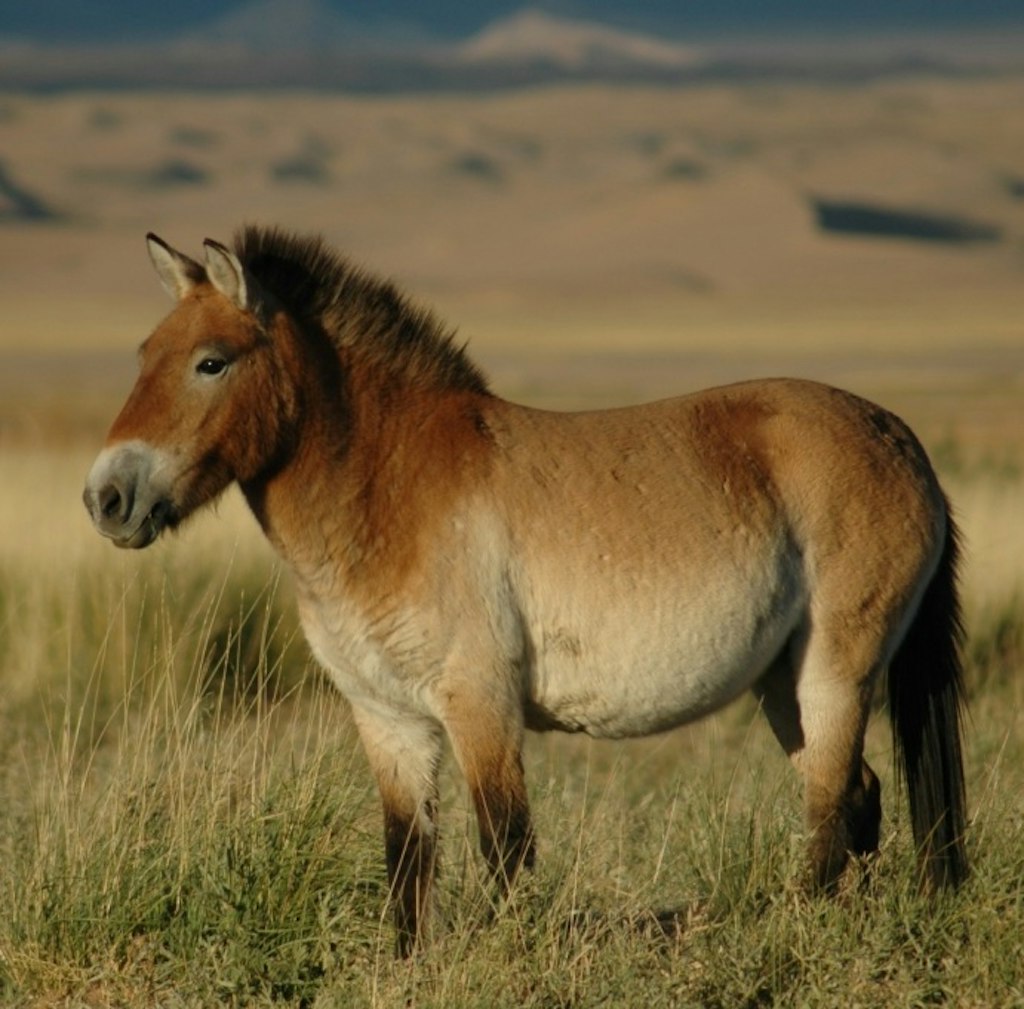 Mongolian Horse