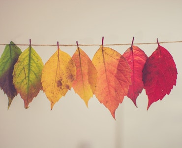 Leaves depicting different seasons