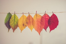 Leaves depicting different seasons