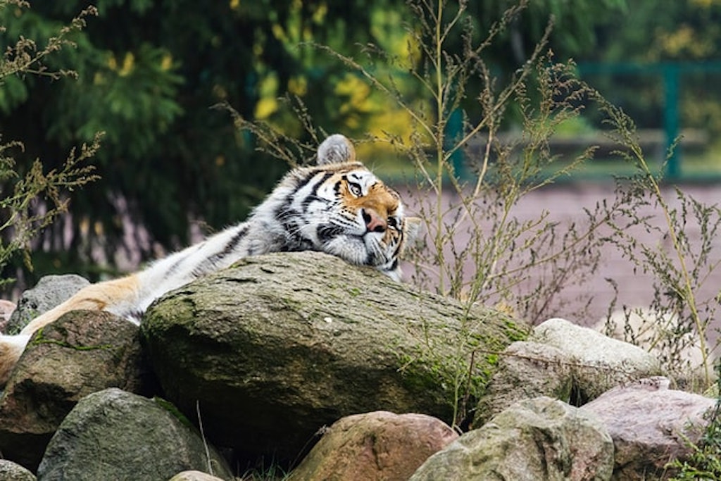 Tiger at Bali Safari and Marine Park