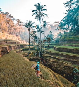 Terraced rice fields Bali