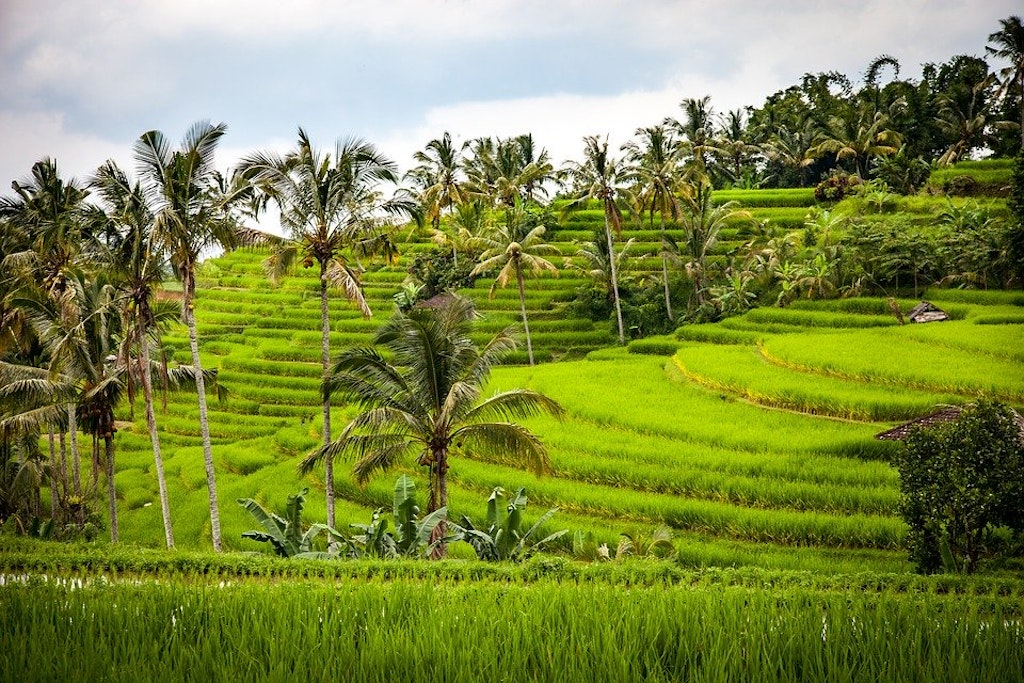 Jatiluwih Rice Terraces, Things to Do in Bali in October