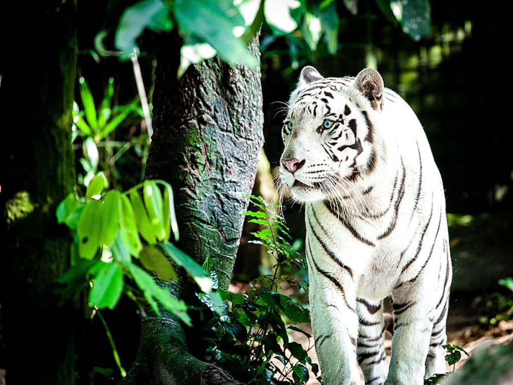 White Tiger from the Singapore Zoo