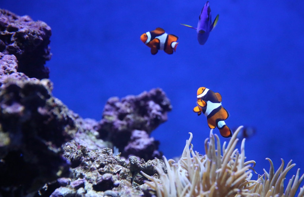 Marine life in the aquarium in Sentosa ,Singapore which can be experience by Snorkelling