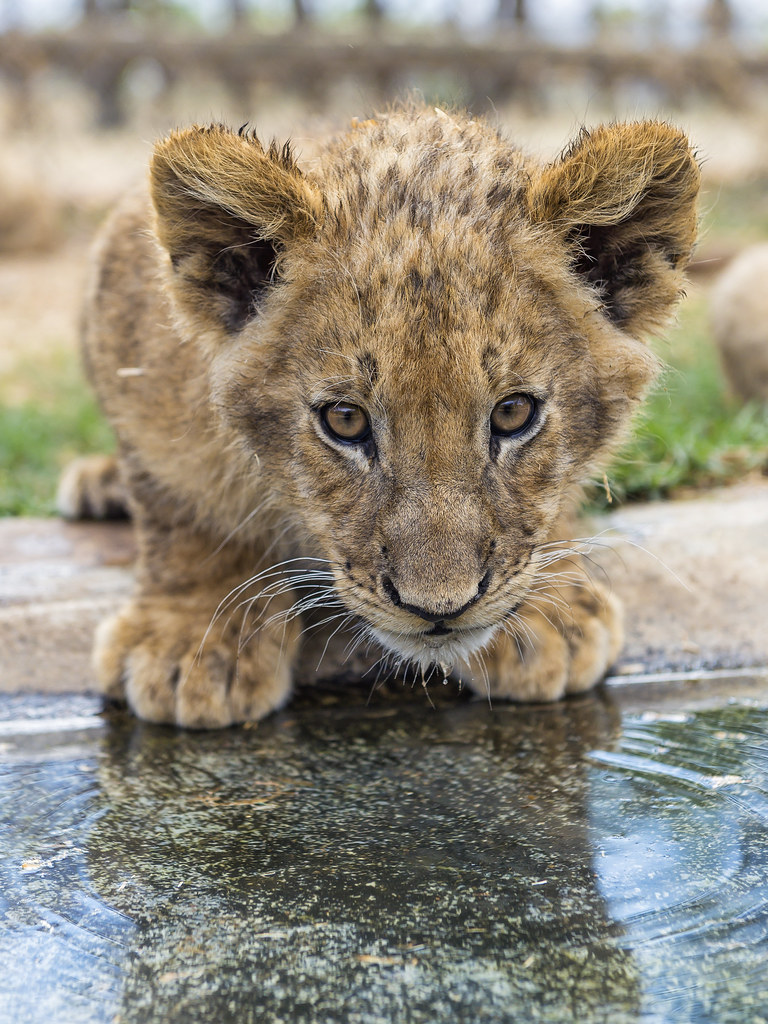 Lion cub Drinking Water (Best time to Visit South Africa) 
