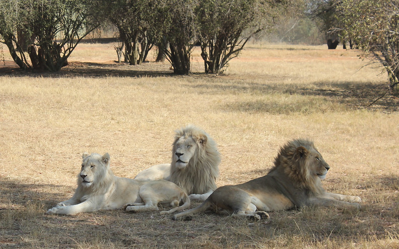 Lion Park, Johannesburg. Gauteng, South Africa