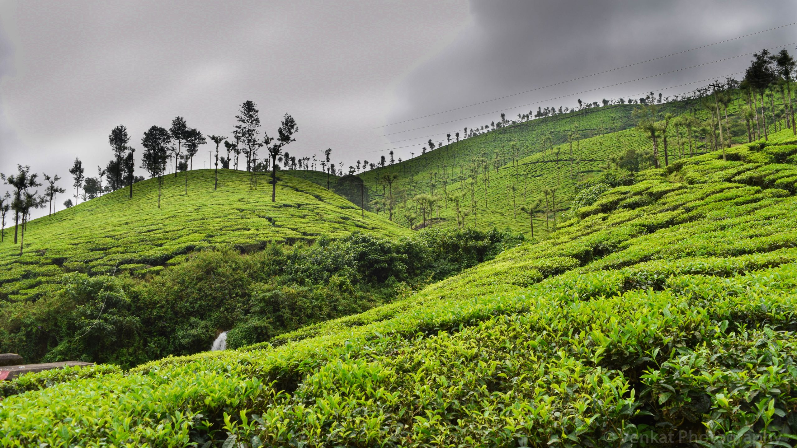 Top 11 Must Visit Tea Estates in Assam 2023 | Get ready for a scenic Adv..