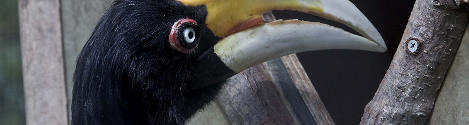 Hornbill, The national bird of Malaysia
