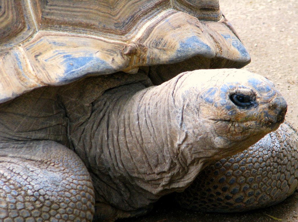 Giant tortoise in Aldabra Atoll