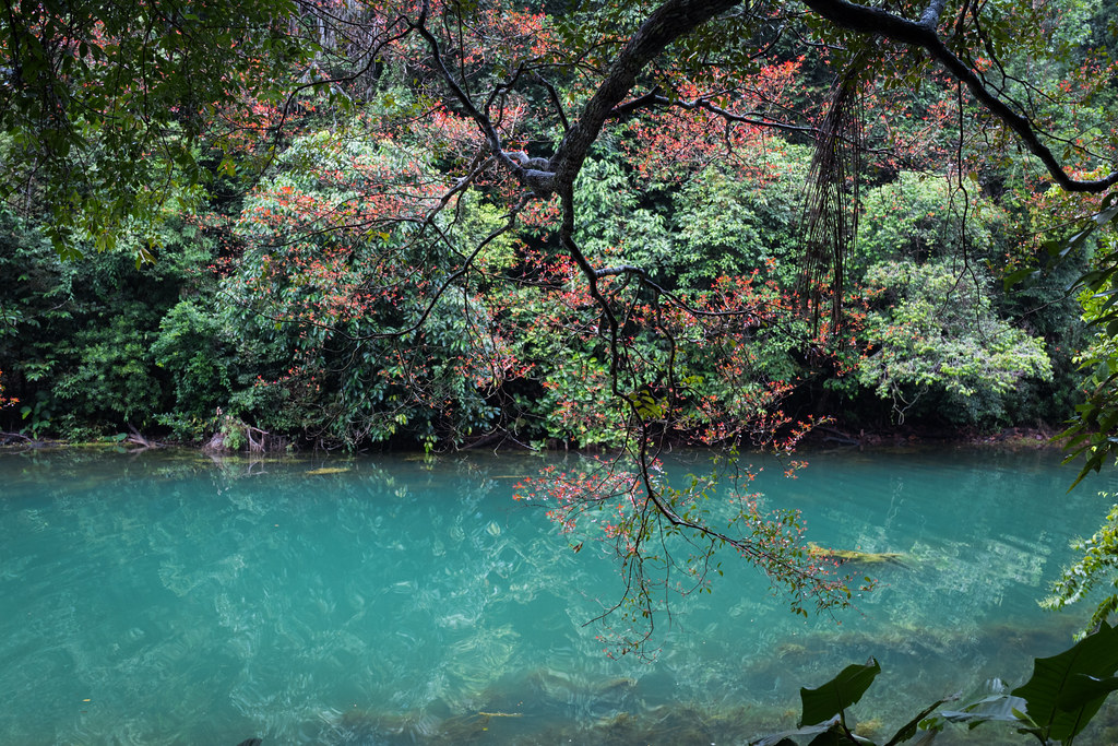 MacRitchie Reservoir Singapore - Connect With Your Inner Self!