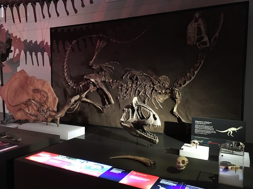 Dinosaur Fossils and Casts, Australian Museum