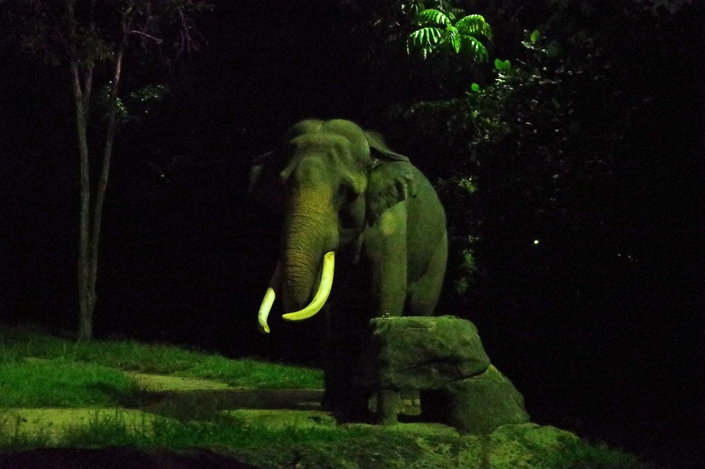 An elephant at the Singapore zoo during the night safari