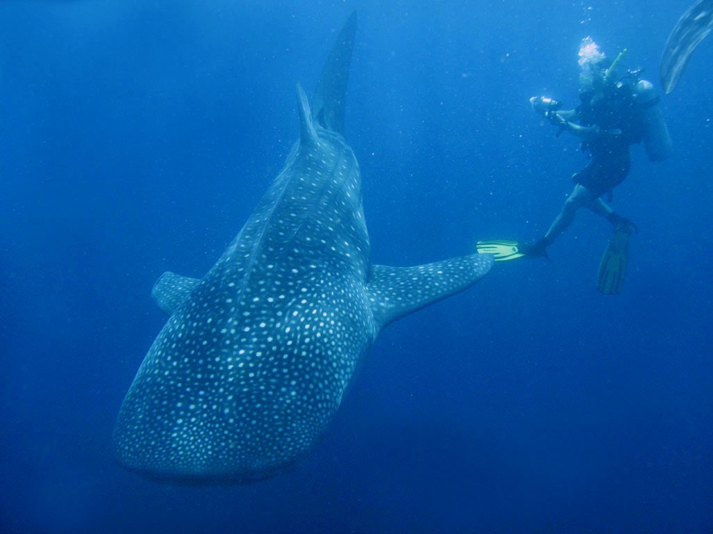 Dive and swim with Whale Sharks.