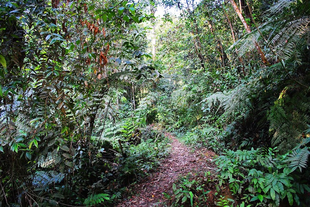 Joypur Rainforest