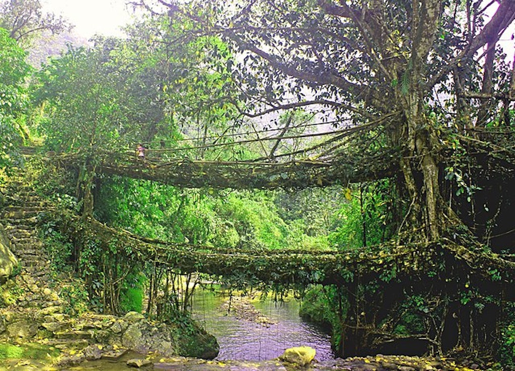 Double-decker living root bridge