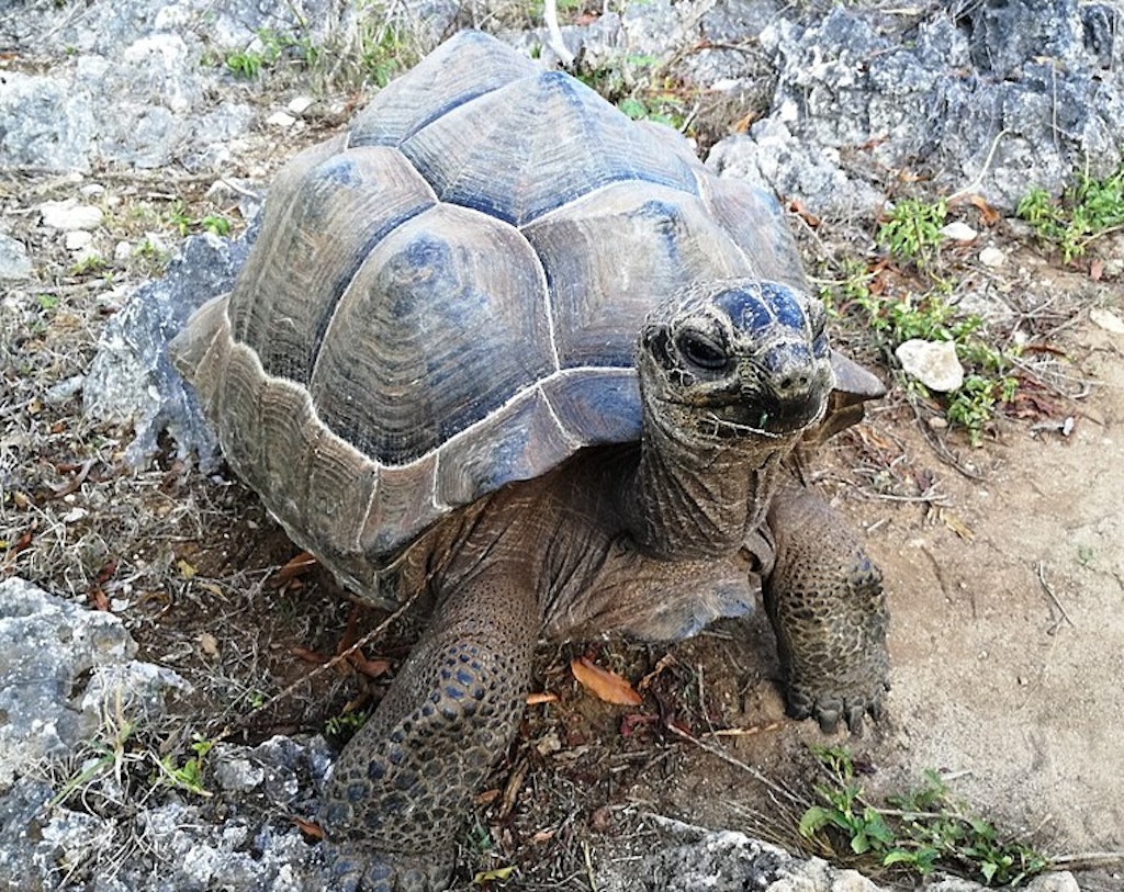 A giant tortoise in Francois Leguat museum in Mauritius