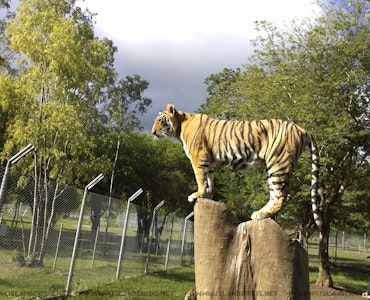 Tiger in Casela Adventure Park