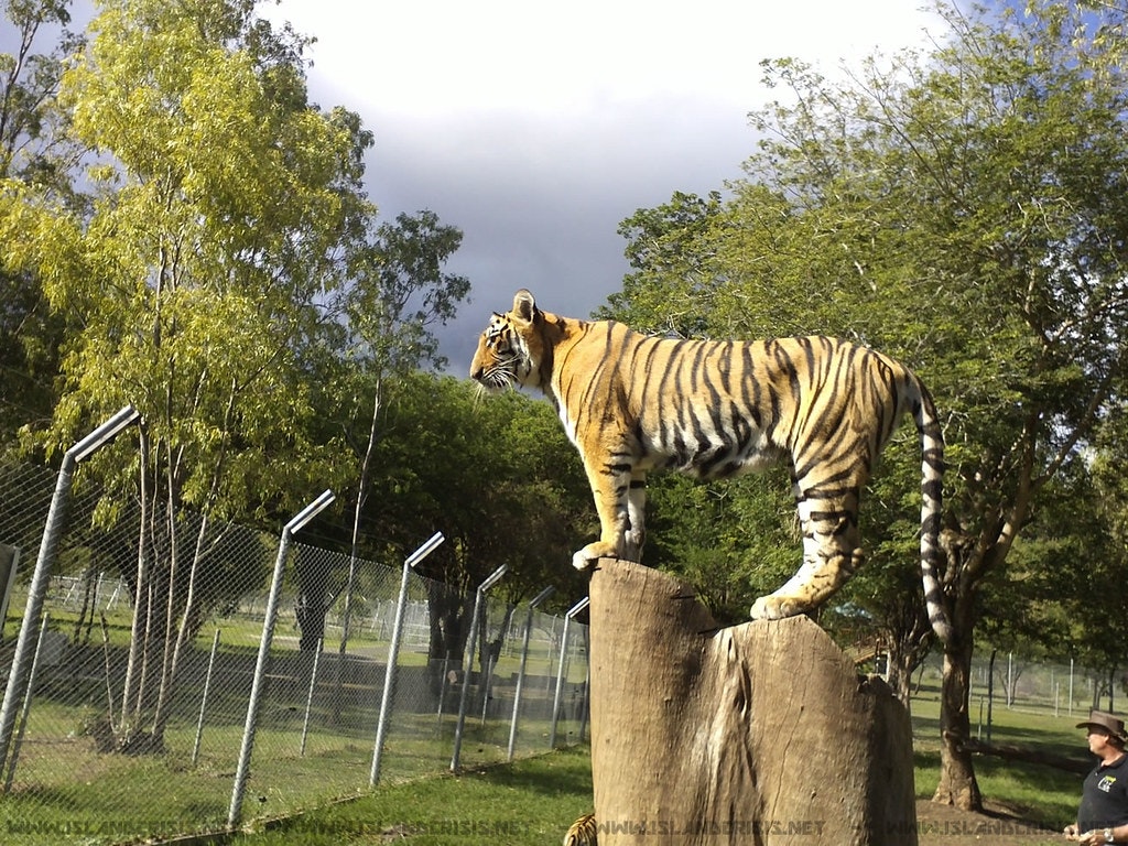 A tiger in Casela Adventure Park