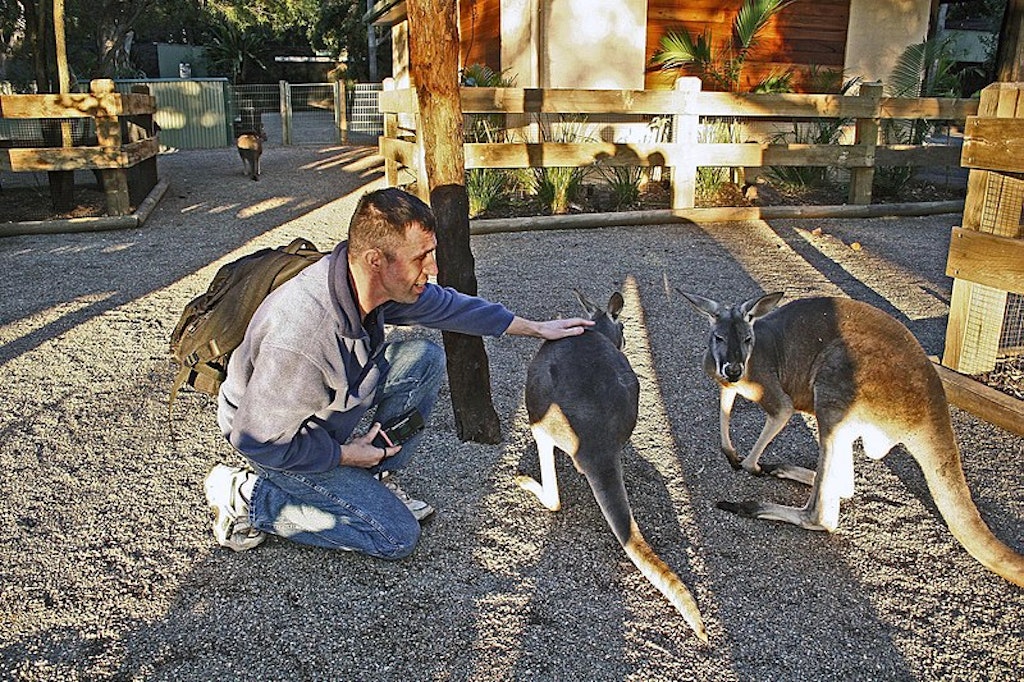 Kangaroo feeding at Featherdale Wildlife Park