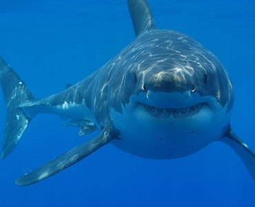 white shark you can witness in shark cage diving